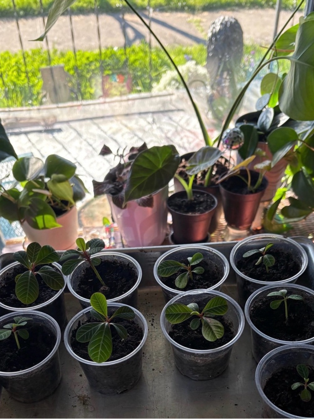 Madagascan jewel plant grown from seed in 2.1x3’ plastic container